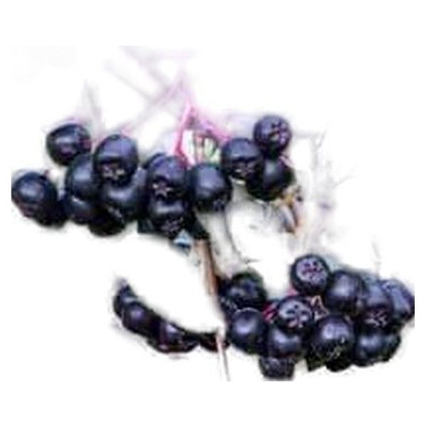 Chokeberry