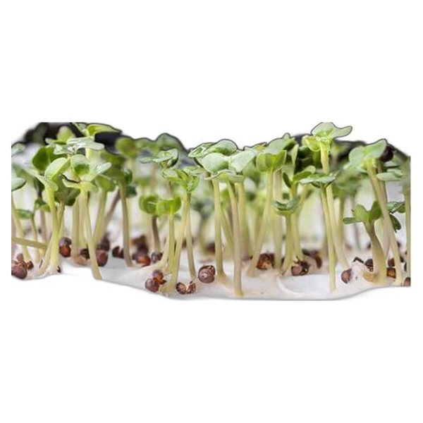 Cabbage seed